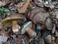 Bronzos vargánya (Boletus aereus), Őrség